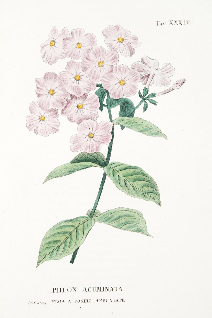 Phlox Acuminata, Levha XXXIV, L "Antotrofia Ossia La Coltivazione De" Fiori