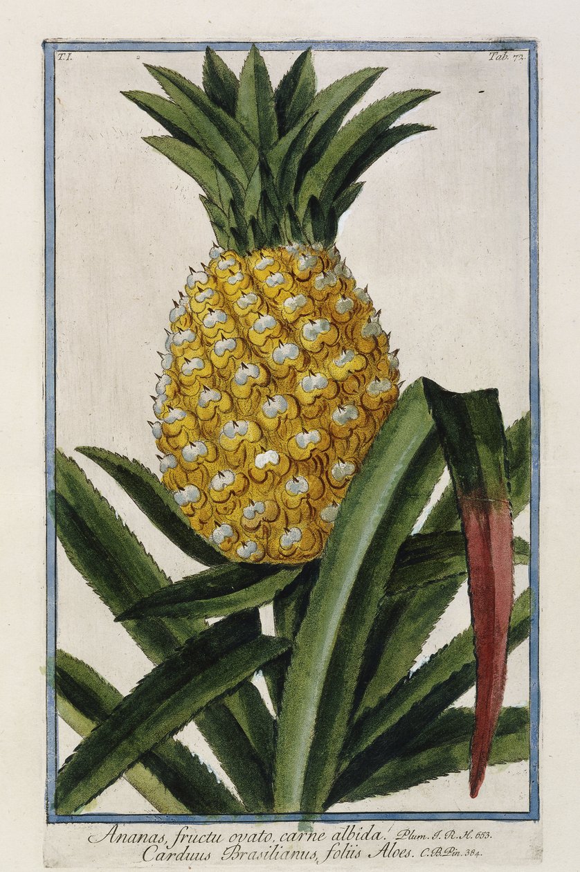 Ananas, 1772-1784 by Italian School