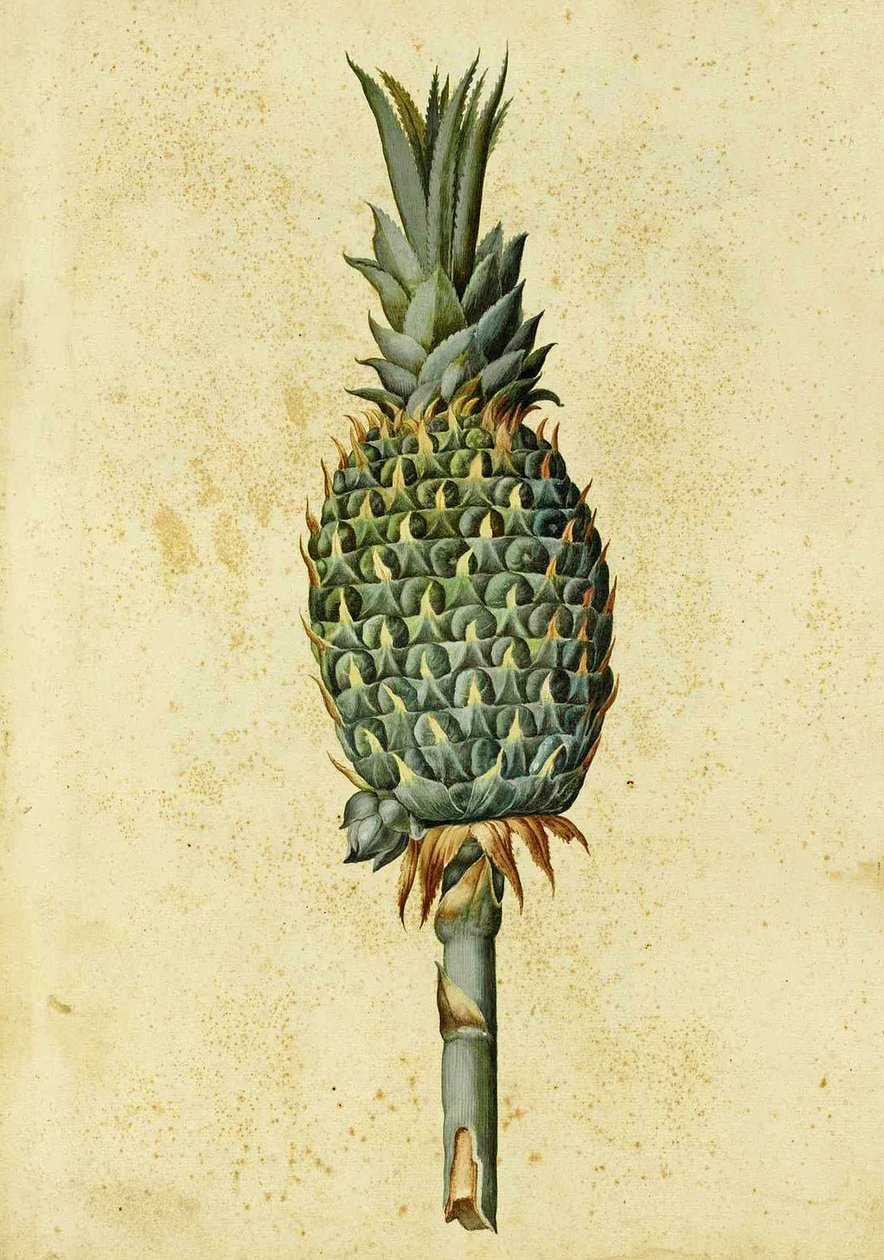 Ananas, Ulisse Aldrovandi by Italian School