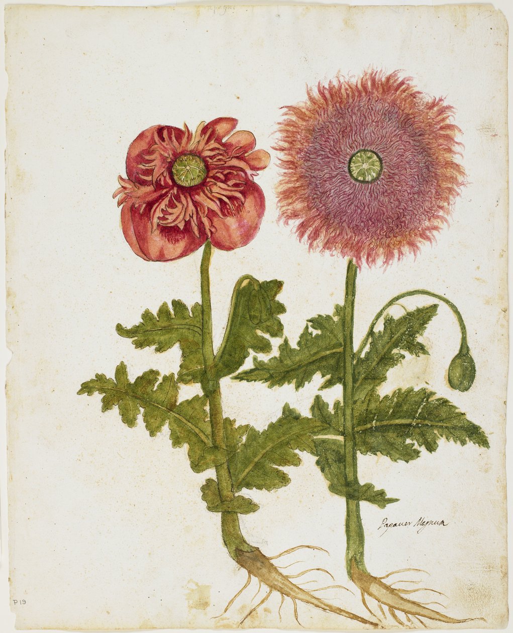Haşhaş (Papaver spp.) (kağıt üzerinde wc ve tempera) by Italian School
