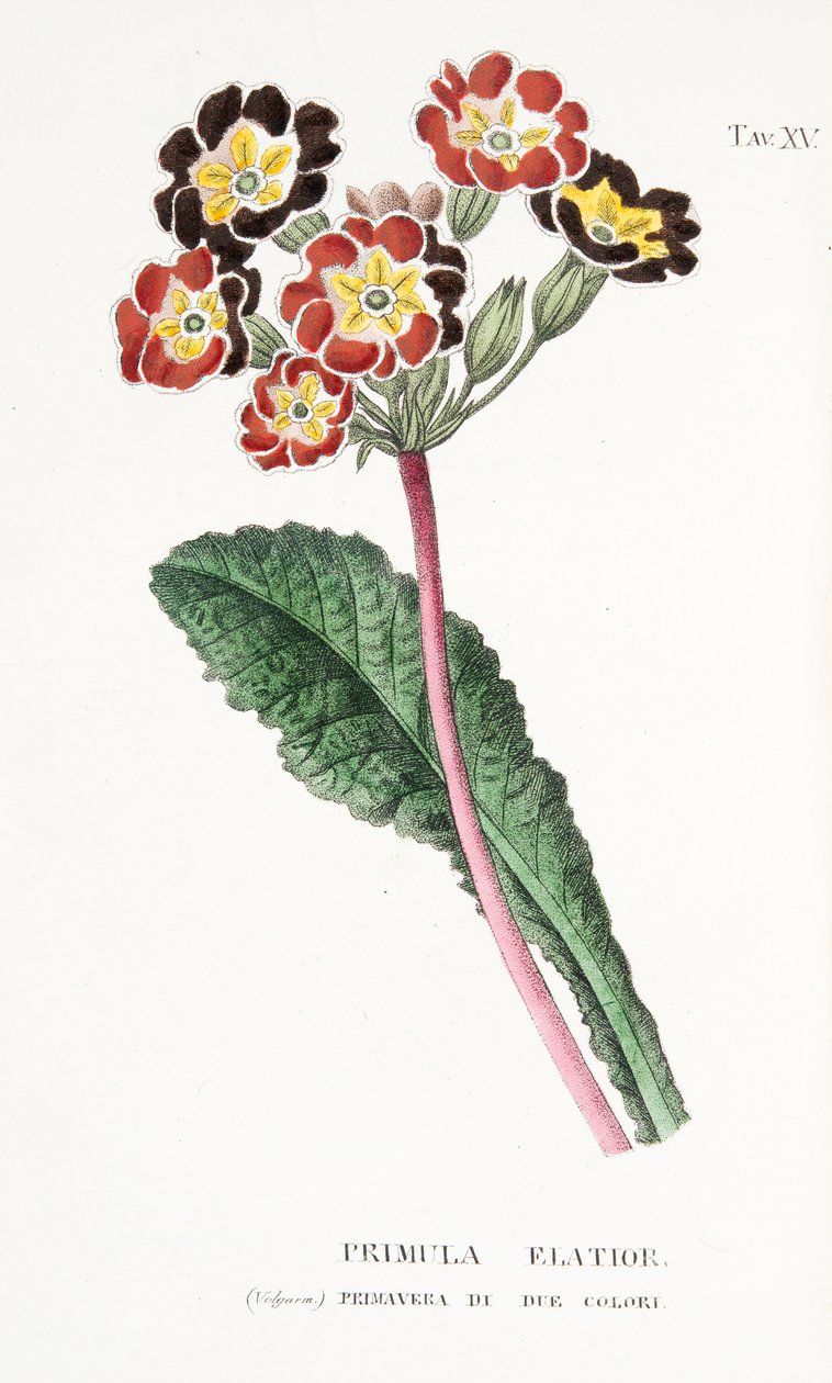 Primula Elatior, Levha XV, L "Antotrophy veya Cultivation De" Fiori