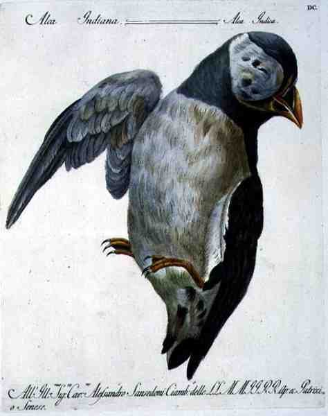 Puffin, c.1767-76 (el renkli gravür) by Italian School