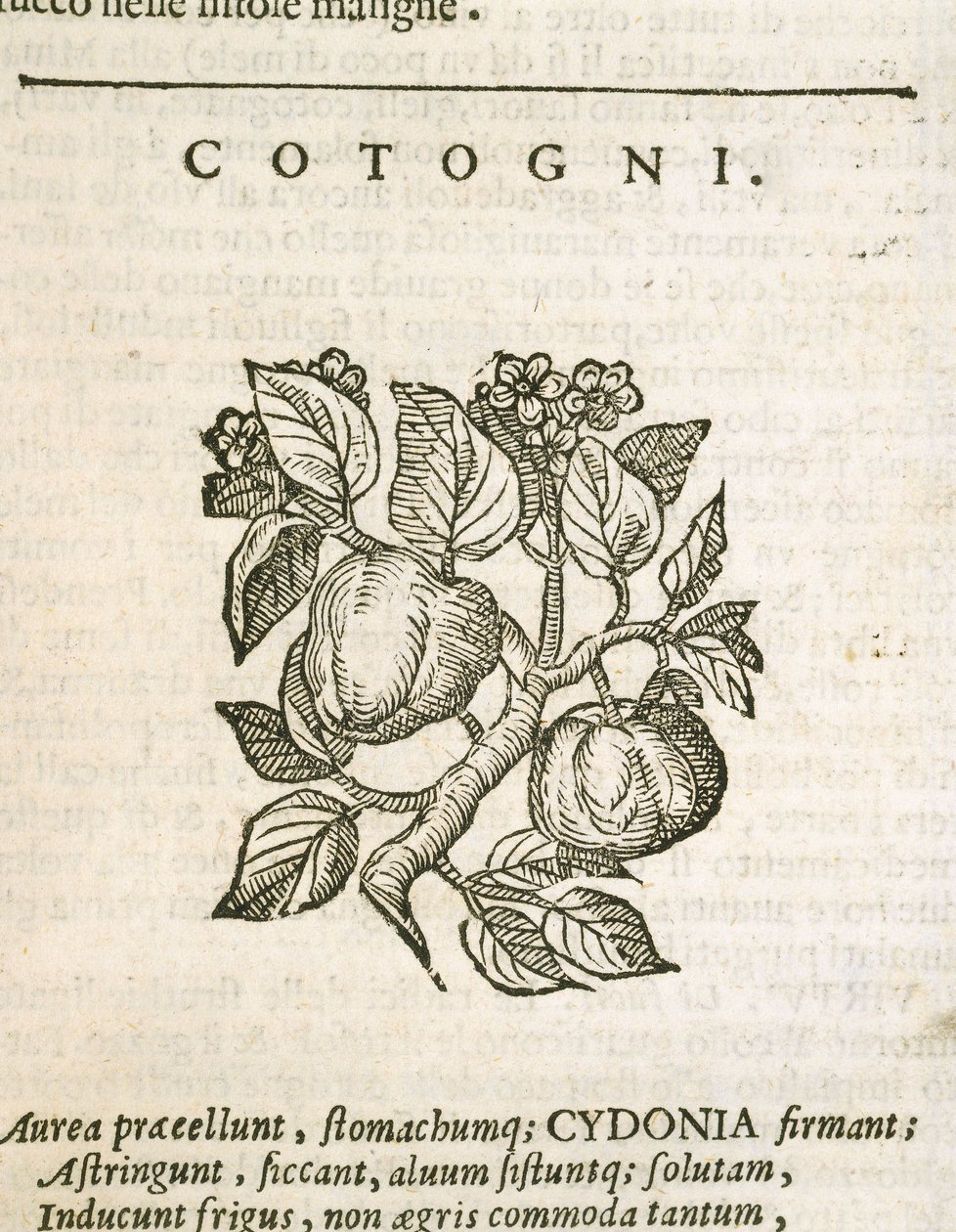 Ayva (Cydonia oblonga), Castore Durante tarafından gravür by Italian School