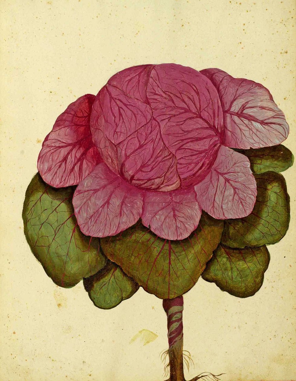 Ulisse Aldrovandi tarafından Verona Lahanası Savoy by Italian School