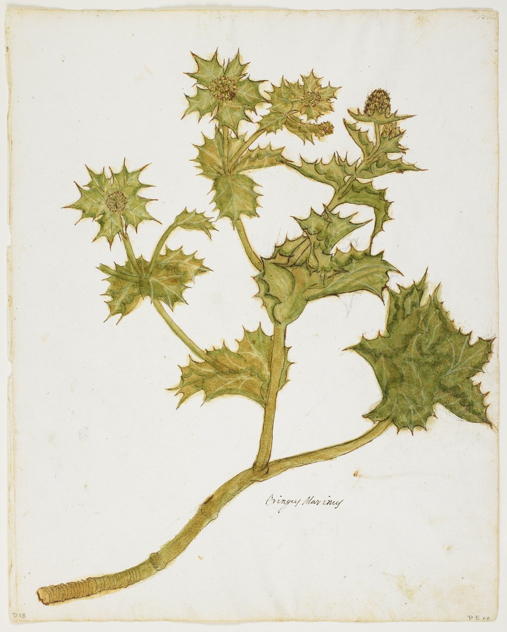 Sea Holly (Eringium Maritimum) (kağıt üzerinde wc ve tempera) by Italian School