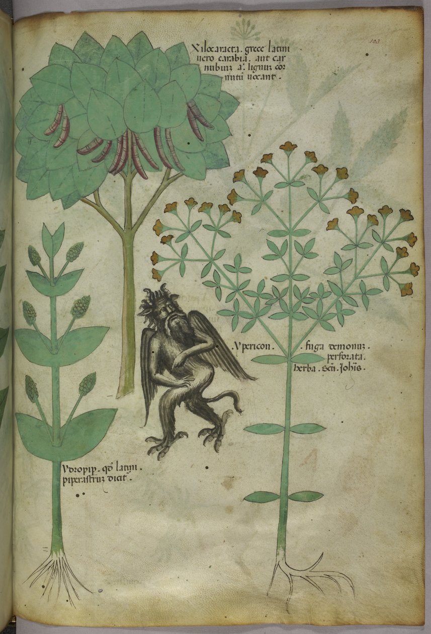 Sloane 4016 f.103 Bitkilerin minyatürü ve bir iblis: sözde iblisleri kovduğu varsayılan bitki Ypericon, 
