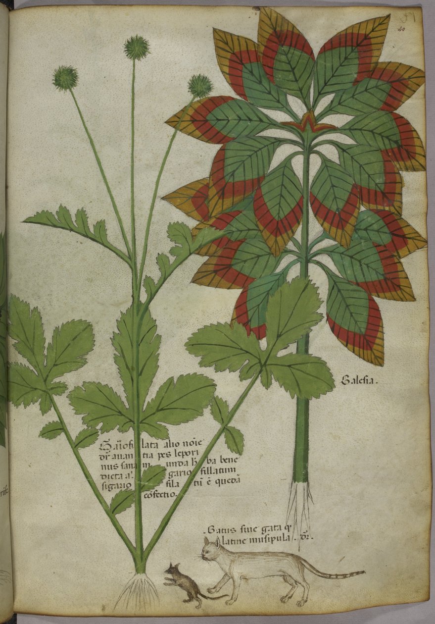 Sloane 4016 f.40 Bitkiler, from 