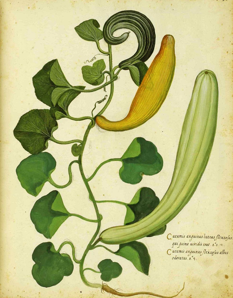 Yılan Kabağı, Ulisse Aldrovandi by Italian School