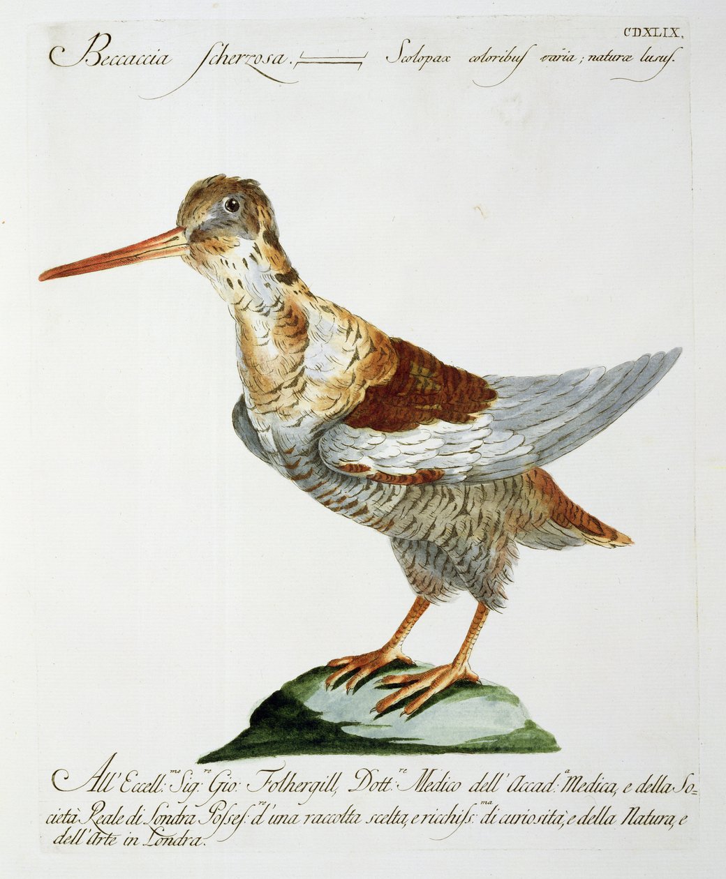 Snipe, c.1767-76 (el renkli gravür) by Italian School