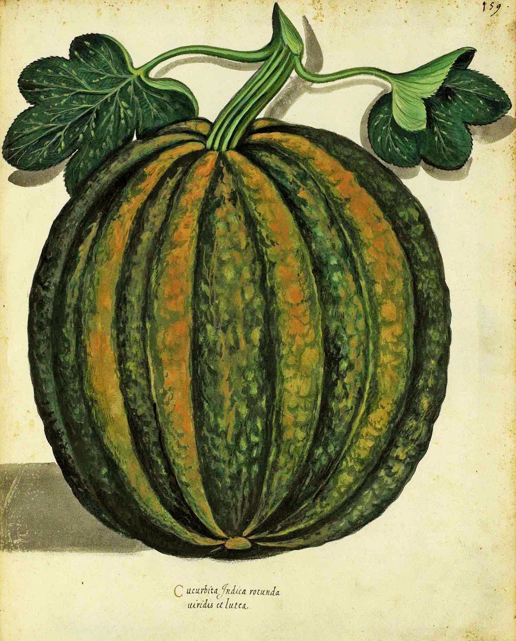 Piante Fiori Frutti'de yayınlanan Ulisse Aldrovandi (1522 - 1605) plakasına ait Squash (el renkli gravür). by Italian School