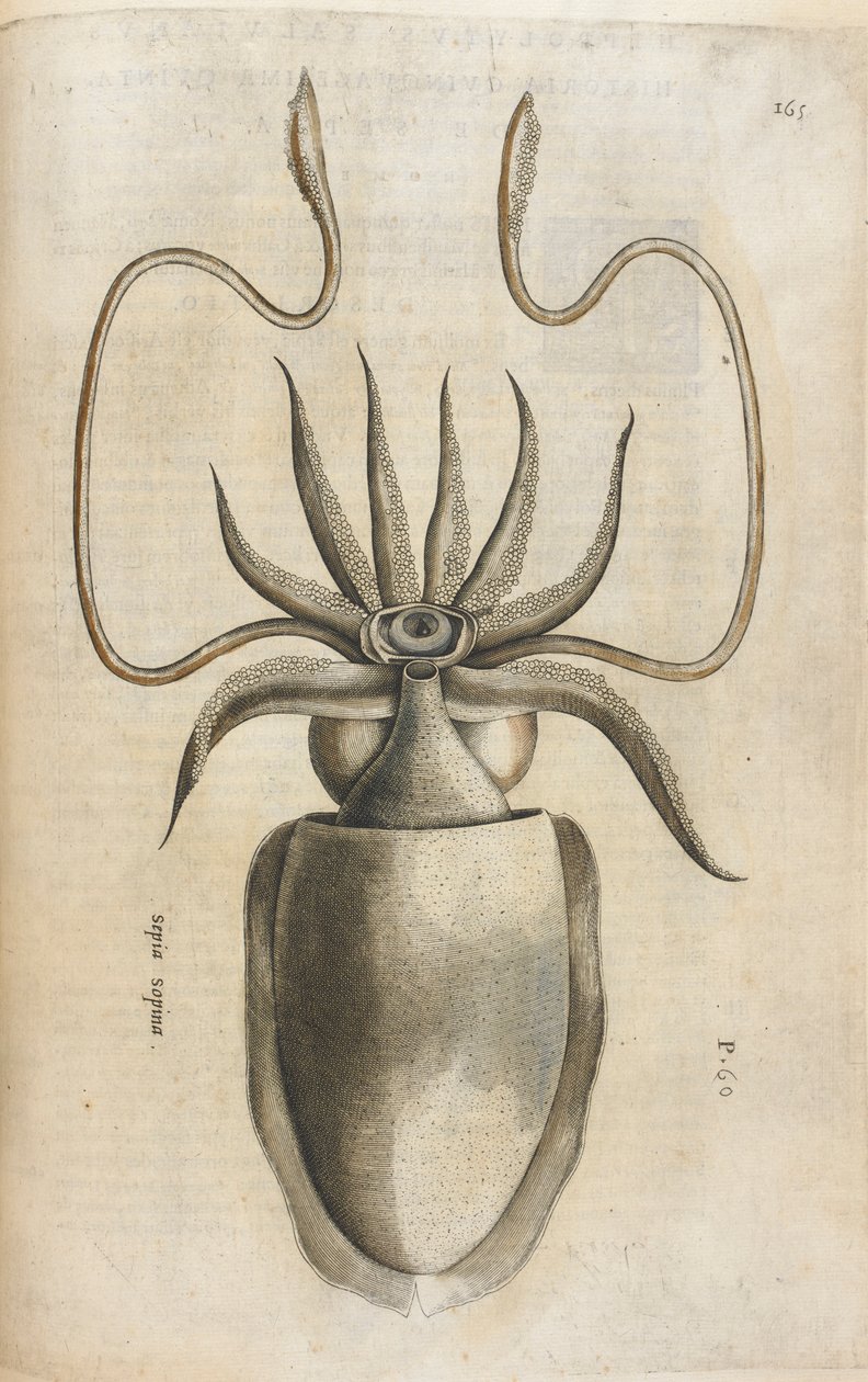 Kalamar, Ippolito Salviani