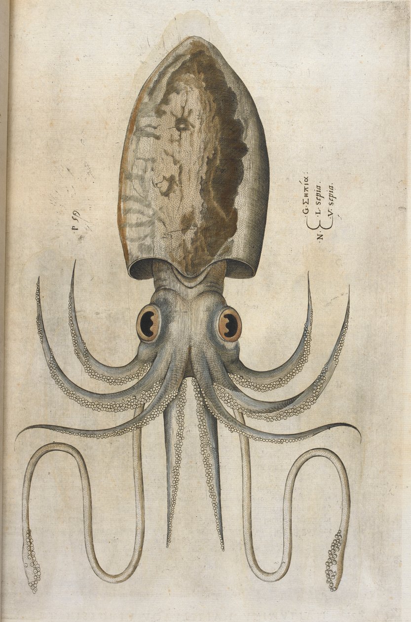 Kalamar, Ippolito Salviani