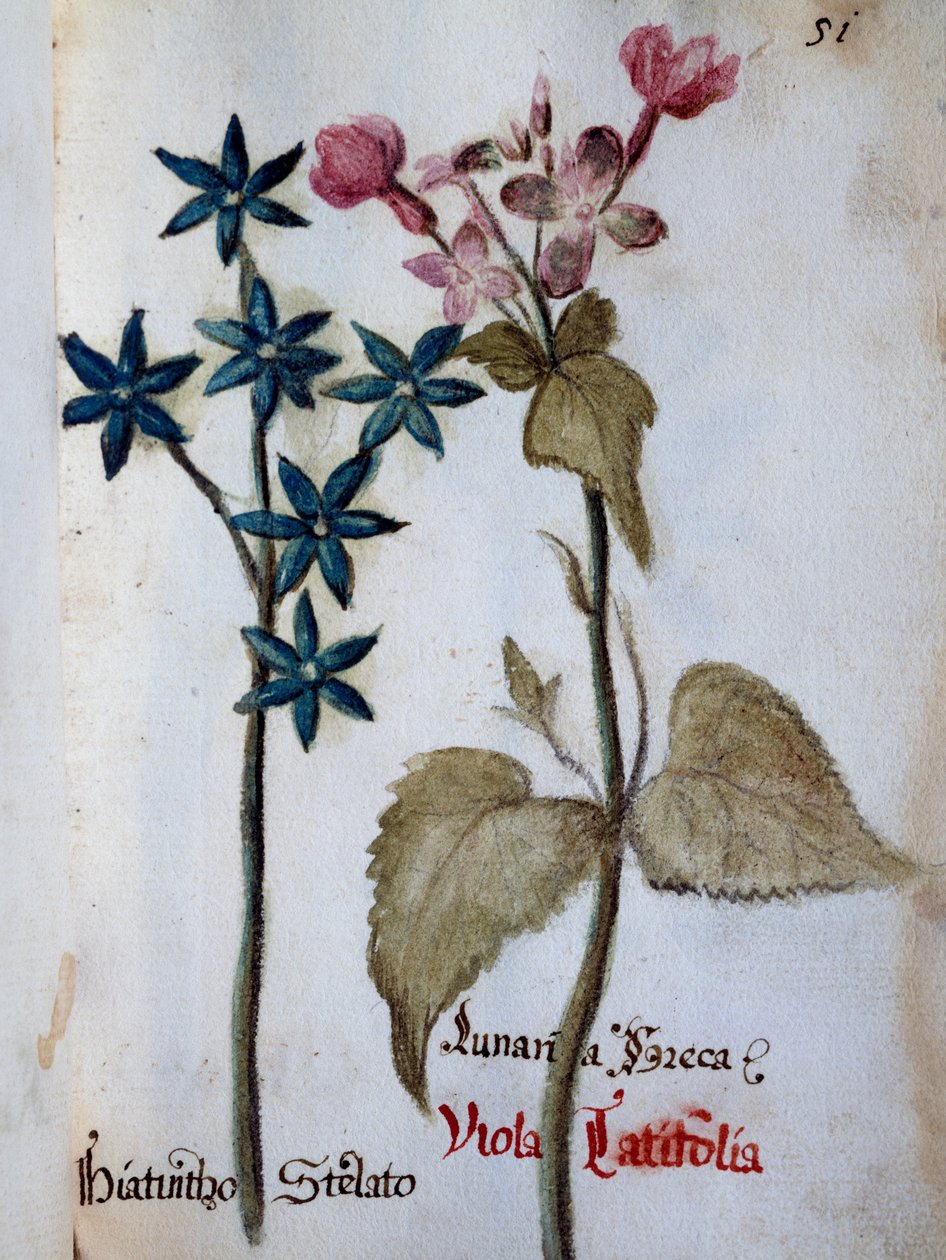 Villa Vendramin Çiçeklerinin Tanımlanmasından Yıldızlı Sümbül ve Viola rubella var latifolia by Italian School