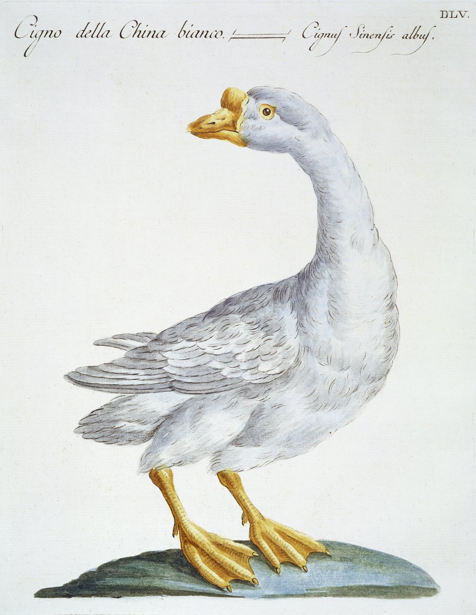Swan, c.1767-76 (el renkli gravür) by Italian School