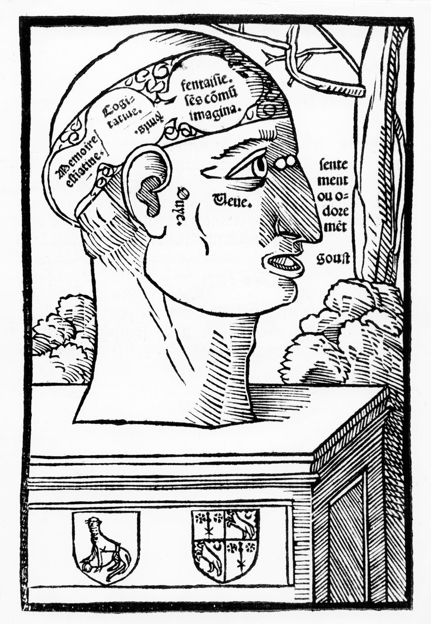 Anatomia Mundini