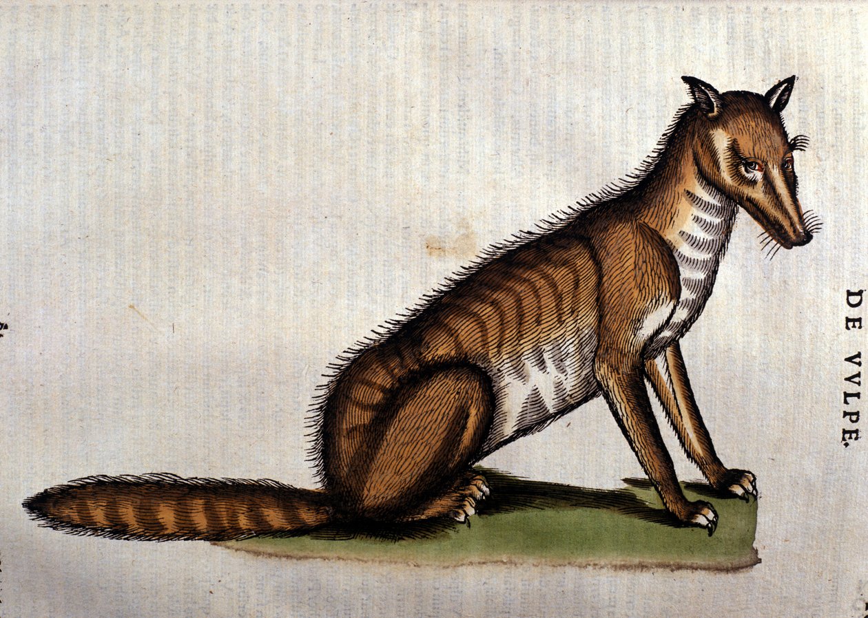 Tilki, Conrad Gesner tarafından la Historia Animalium