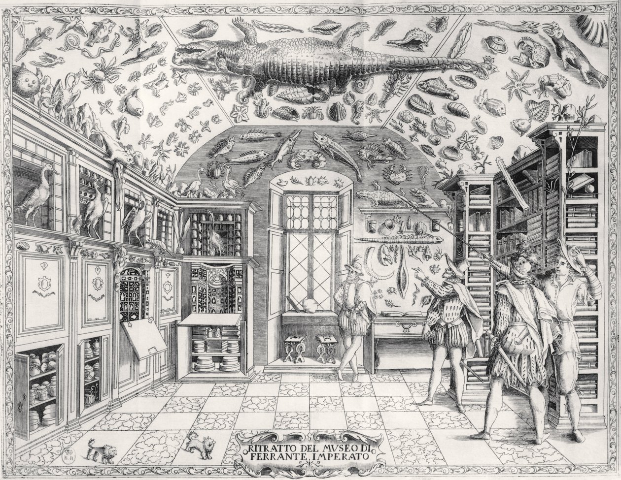 Ferrante Imperato (1550-1631) pub tarafından Historia Naturale'den İmparator Ferdinand III Doğa Tarihi Müzesi. 1672'de by Italian School