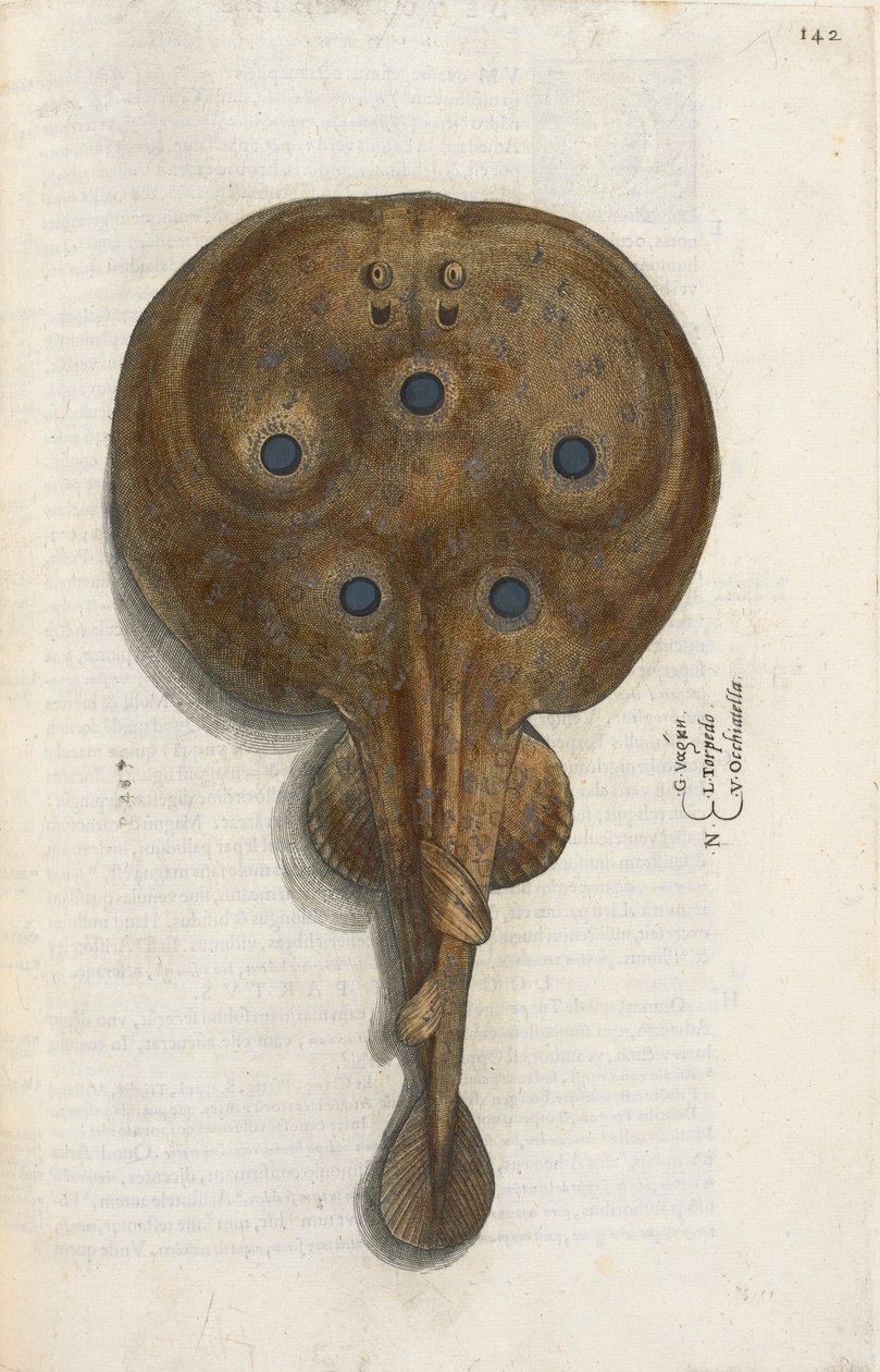 Torpido balığı, Ippolito Salviani