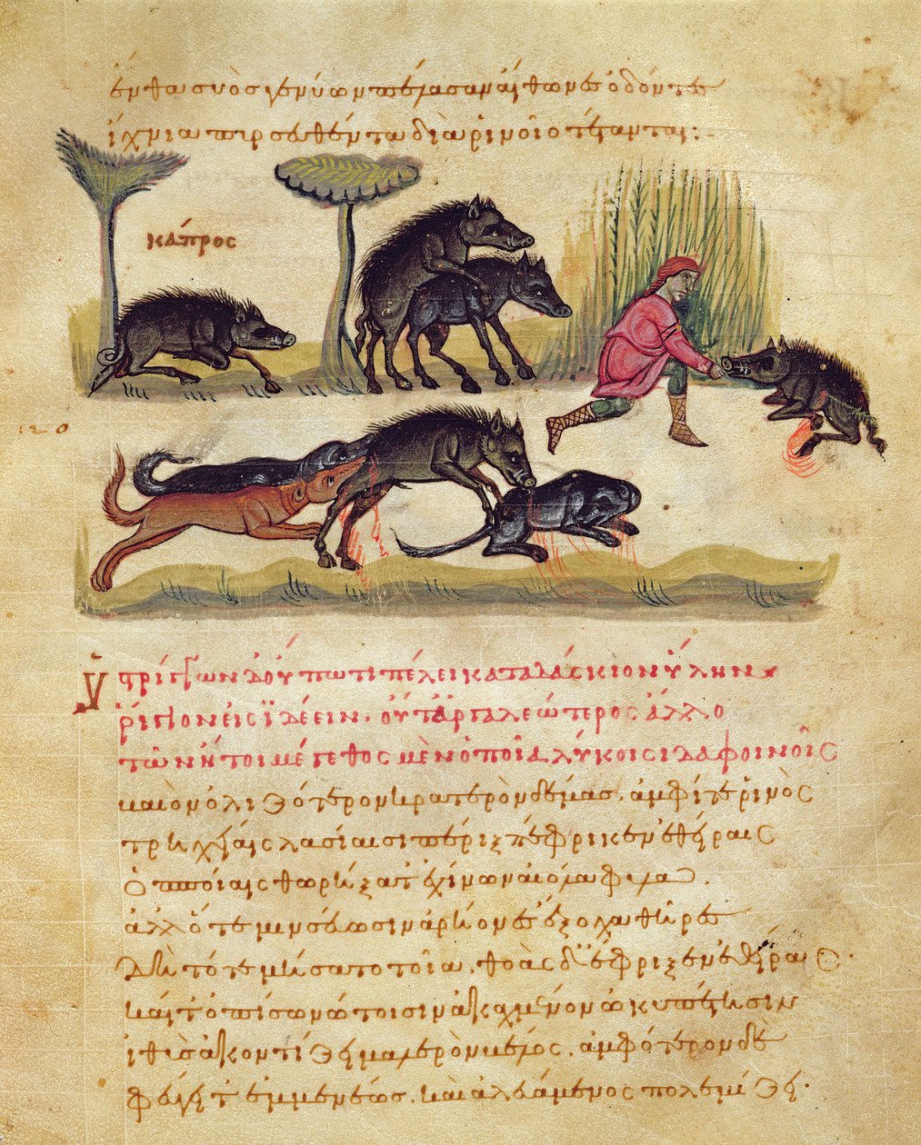 Yaban domuzu üzerine inceleme: yaşam, çiftleşme, avlanma, Oppian