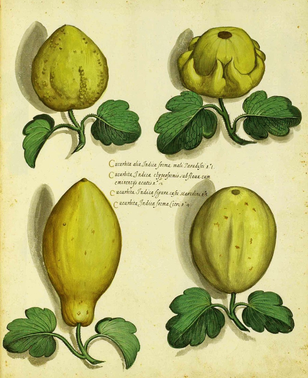 Ulisse Aldrovandi tarafından Heirloom Squash Çeşitleri by Italian School