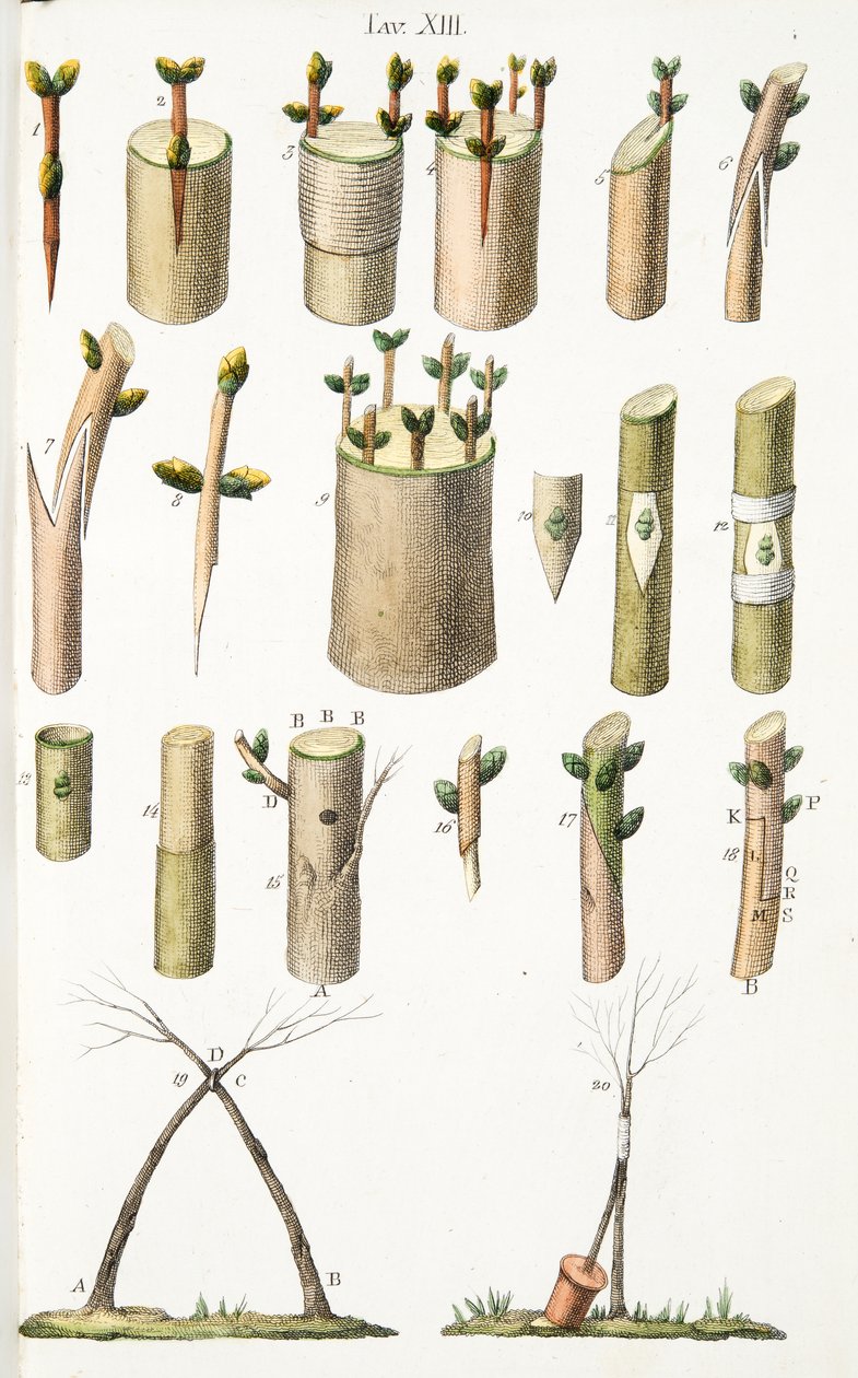 Meyve ağaçlarının aşılanmasına ilişkin çeşitli örnekler, LAntotrofia Ossia La Coltivazione DeFiori, Antonio Piccioli, pub.1834