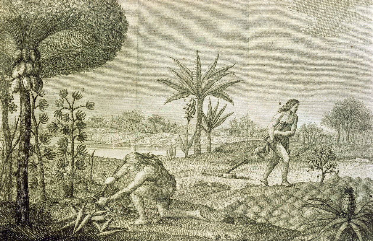 Orinoco ve Amazon (Maranon) havzalarındaki Kızılderililerin çeşitli sebze bitkileri by Italian School