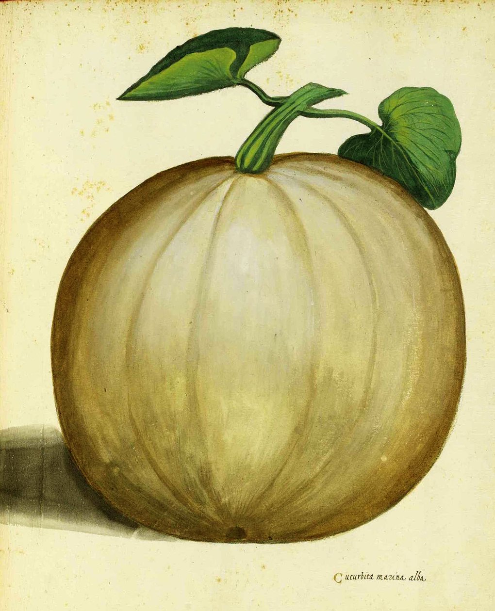 Ulisse Aldrovandi