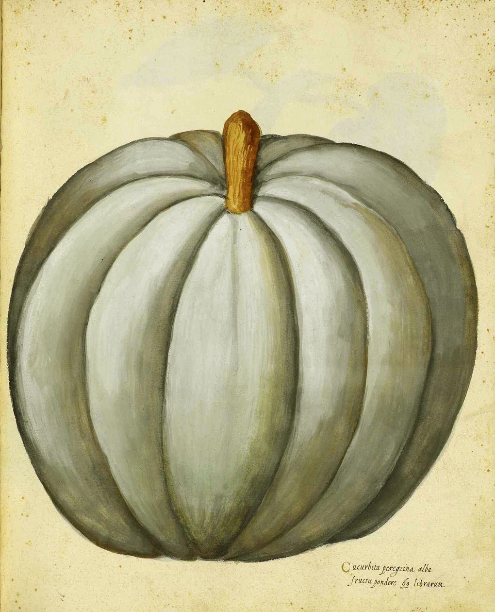 Ulisse Aldrovandi
