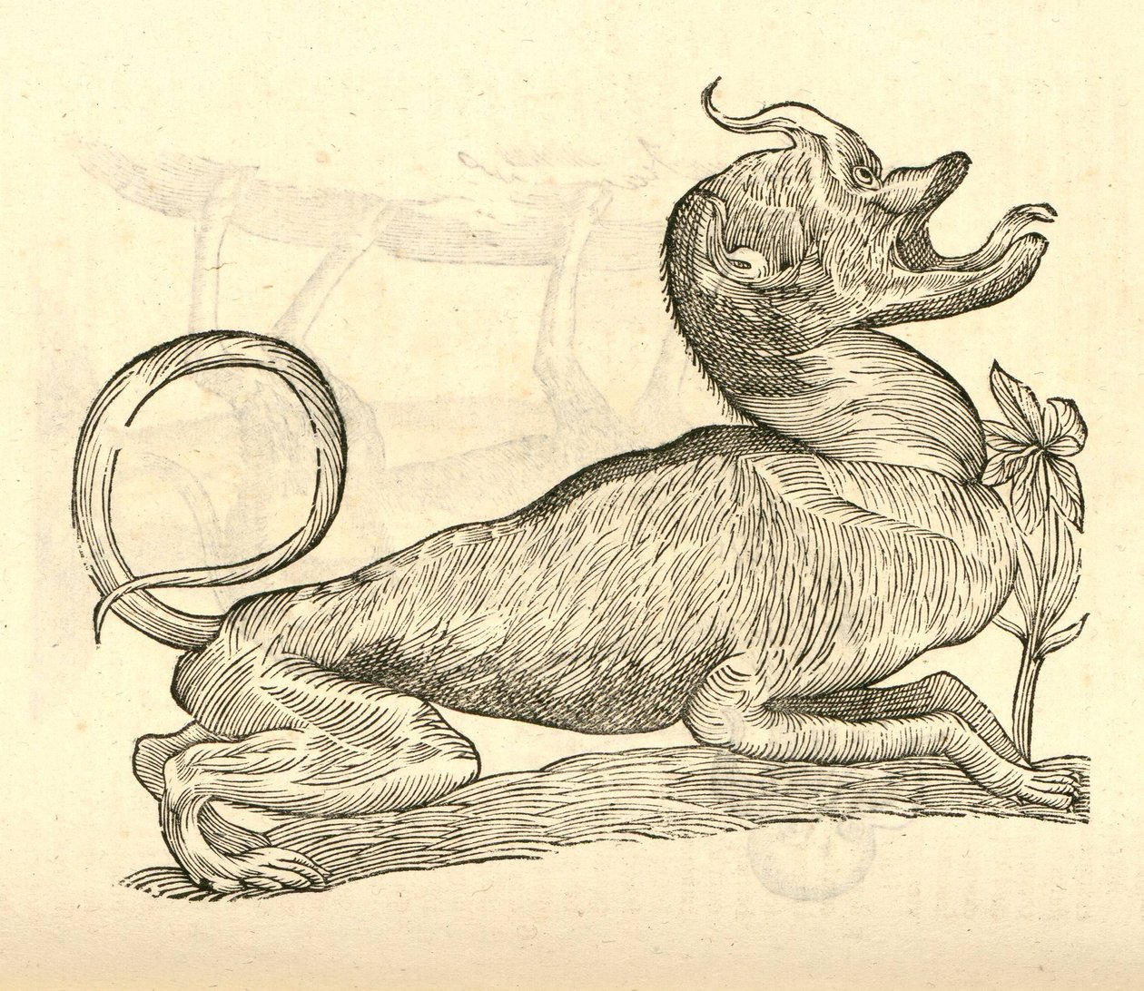 Aldrovandis Canavarlar Tarihinden Canis monstroso capite çizimi, 1642 by Italian School