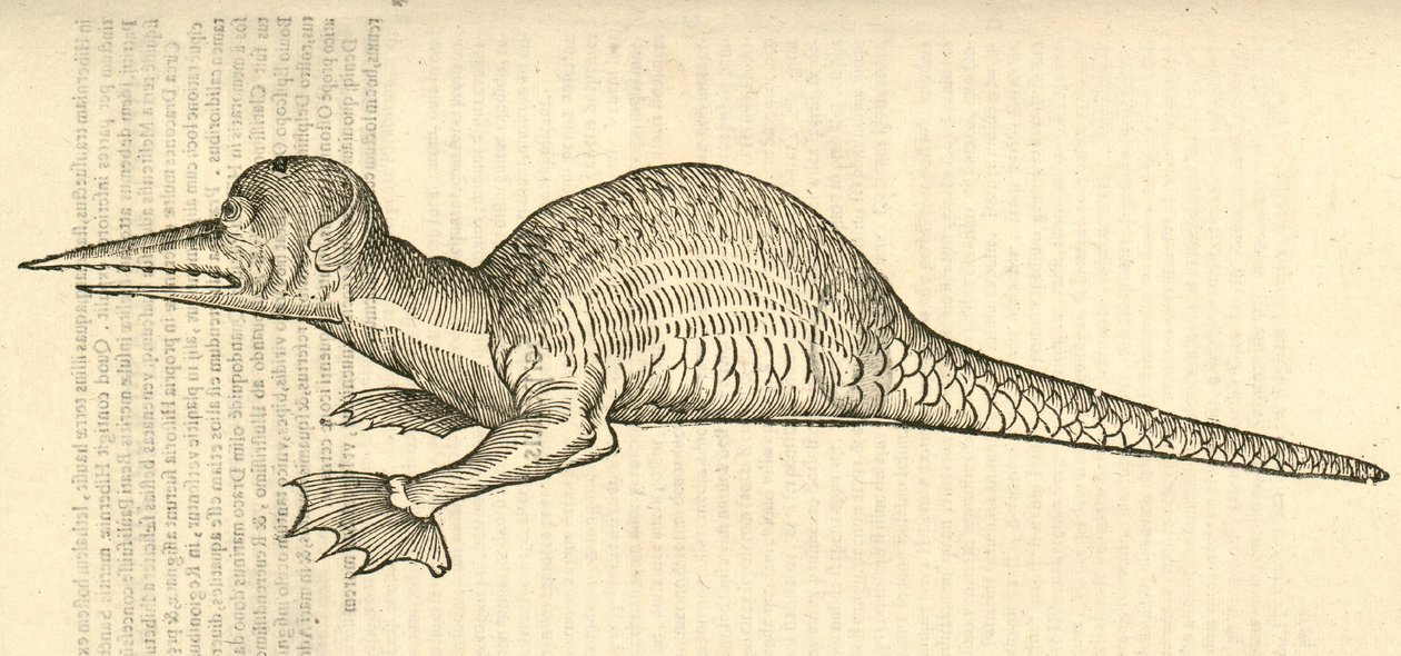 Aldrovandis Canavarlar Tarihinden Draco marinus monophthalmos bipes çizimi, 1642 by Italian School