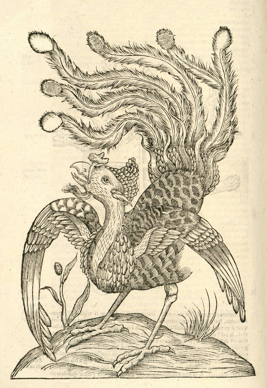 Aldrovandis Canavarlar Tarihi