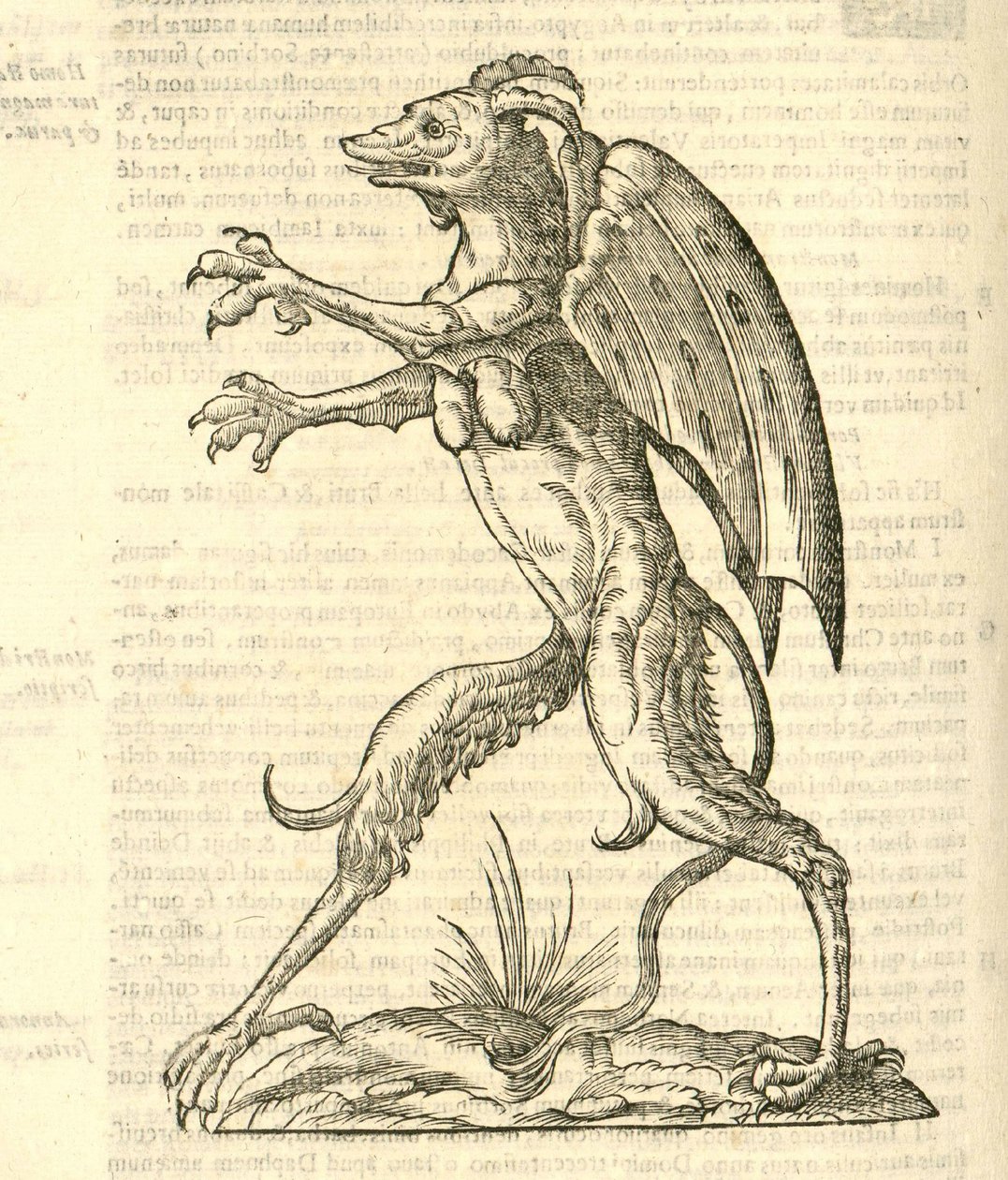 Aldrovandis Canavarlar Tarihi, 1642