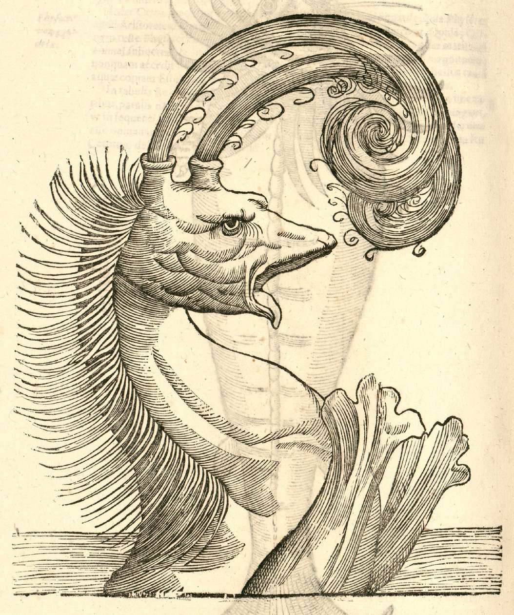 Aldrovandus Canavarlar Tarihinden Pseudo Physeter çizimi, 1642 by Italian School