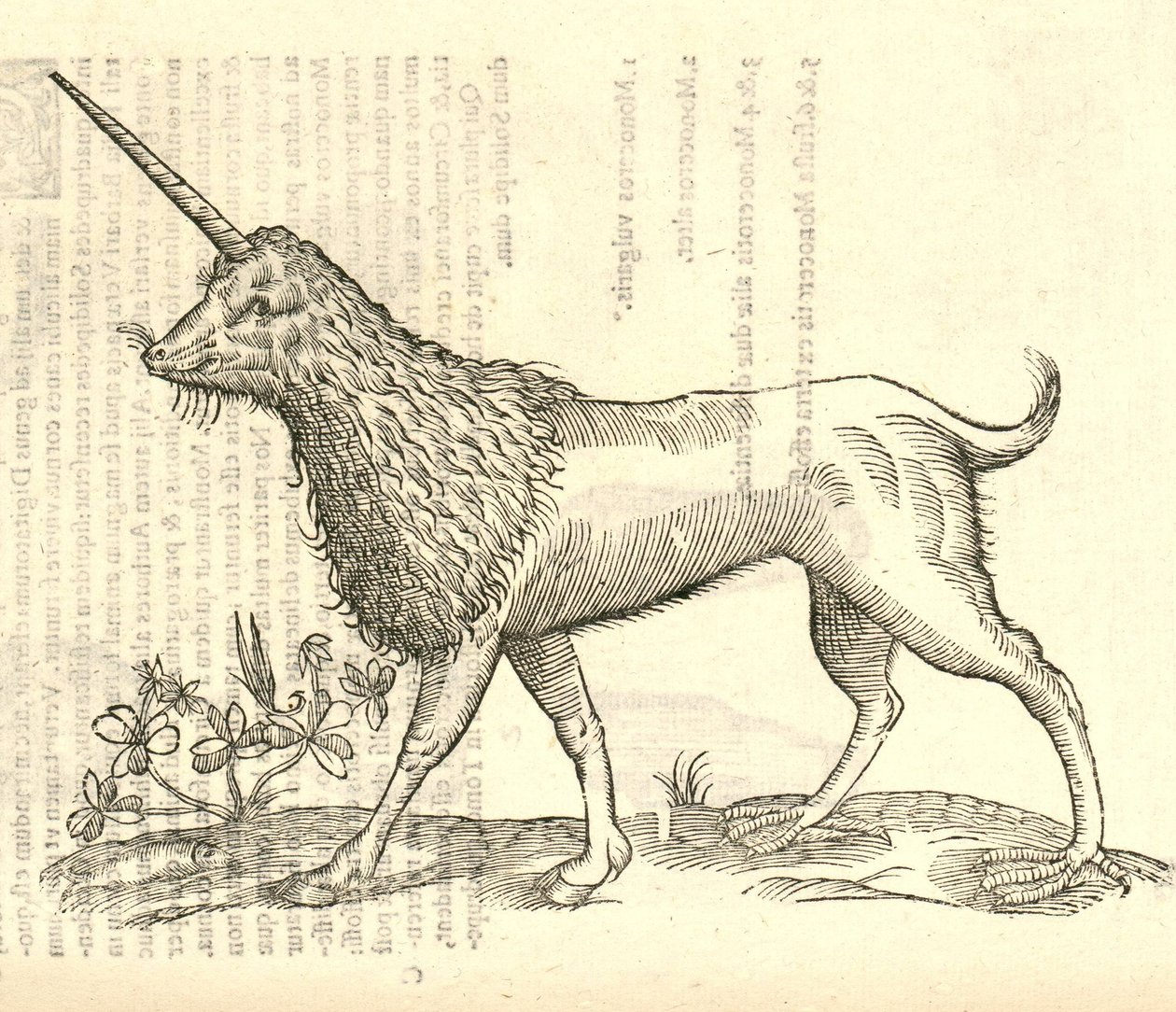 Aldrovandus Canavarlar Tarihinden bir Camphurch çizimi, 1642 by Italian School