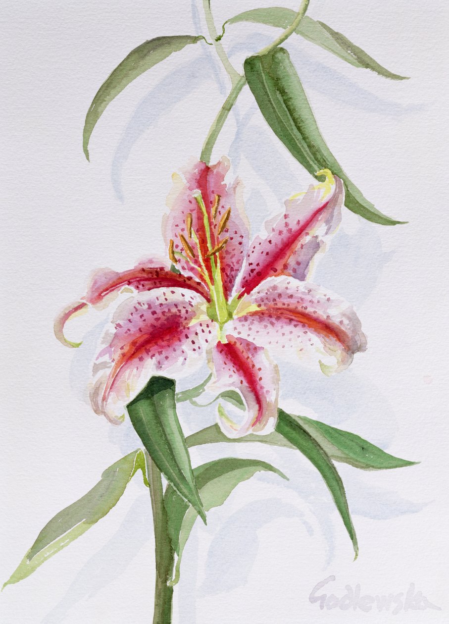 Lily, 1998 (kağıt üzerinde wc) (ayrıca bkz. 124443 ve 124445) by Izabella Godlewska de Aranda