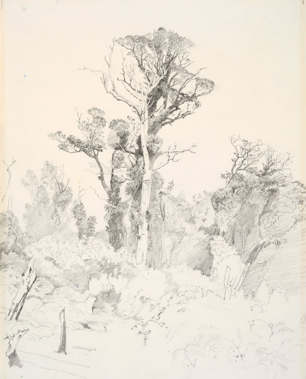 Aşiretten arındırılmış yerliler, Taranaki by J. C. Richmond