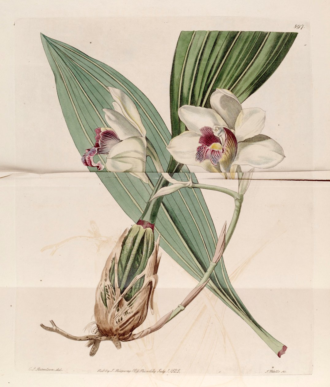 Bifrenaria harrisoniae