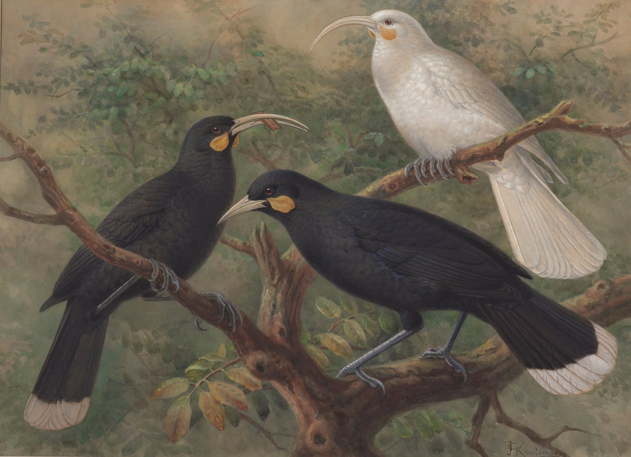 Üç Huia (Heteralocha acutirostris) by J. G. Keulemans