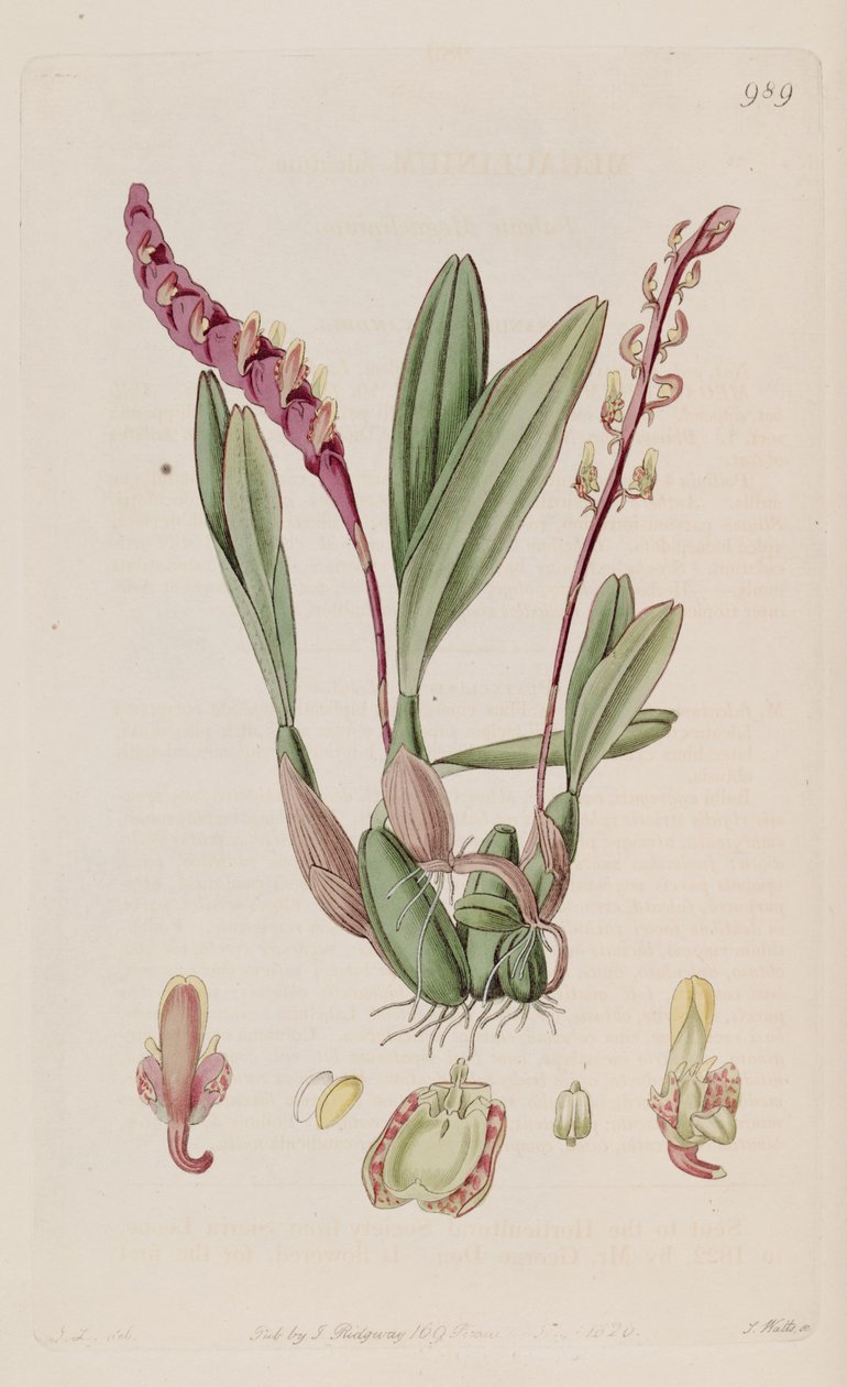 Illustration of Bulbophyllum falcatum (as syn. Megaclinium falcatum) by J. L.