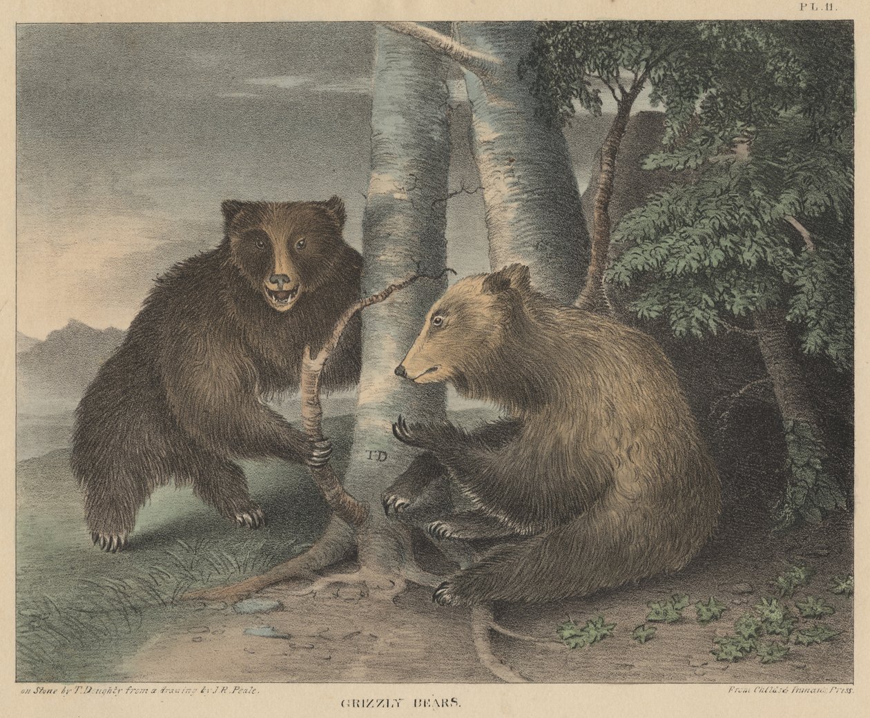 Grizzly Bears, engraved by Thomas Doughty, from Doughtys The Cabinet of Natural History and American Rural Sports, 1830  by J. R. Peale