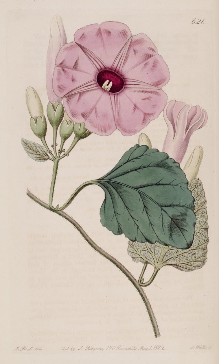 Ipomoea jalapası by J.Sims