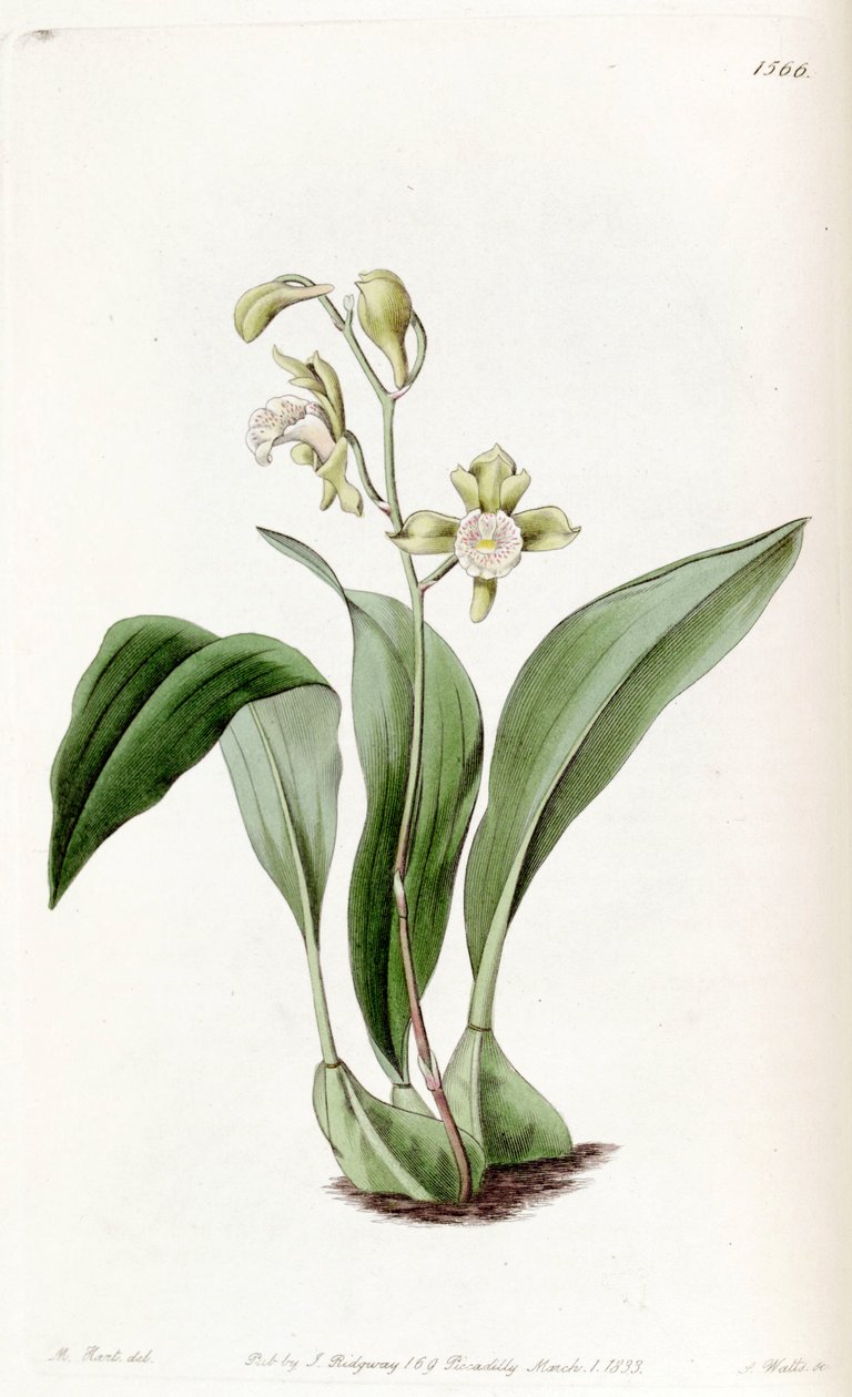 Bifrenaria racemosa (sensin. Maxillaria racemosa olarak) by Jams  Watts