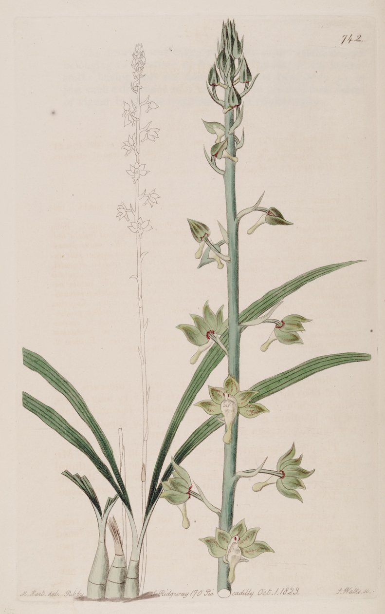 Eulophia gracilis çizimi by Jams  Watts