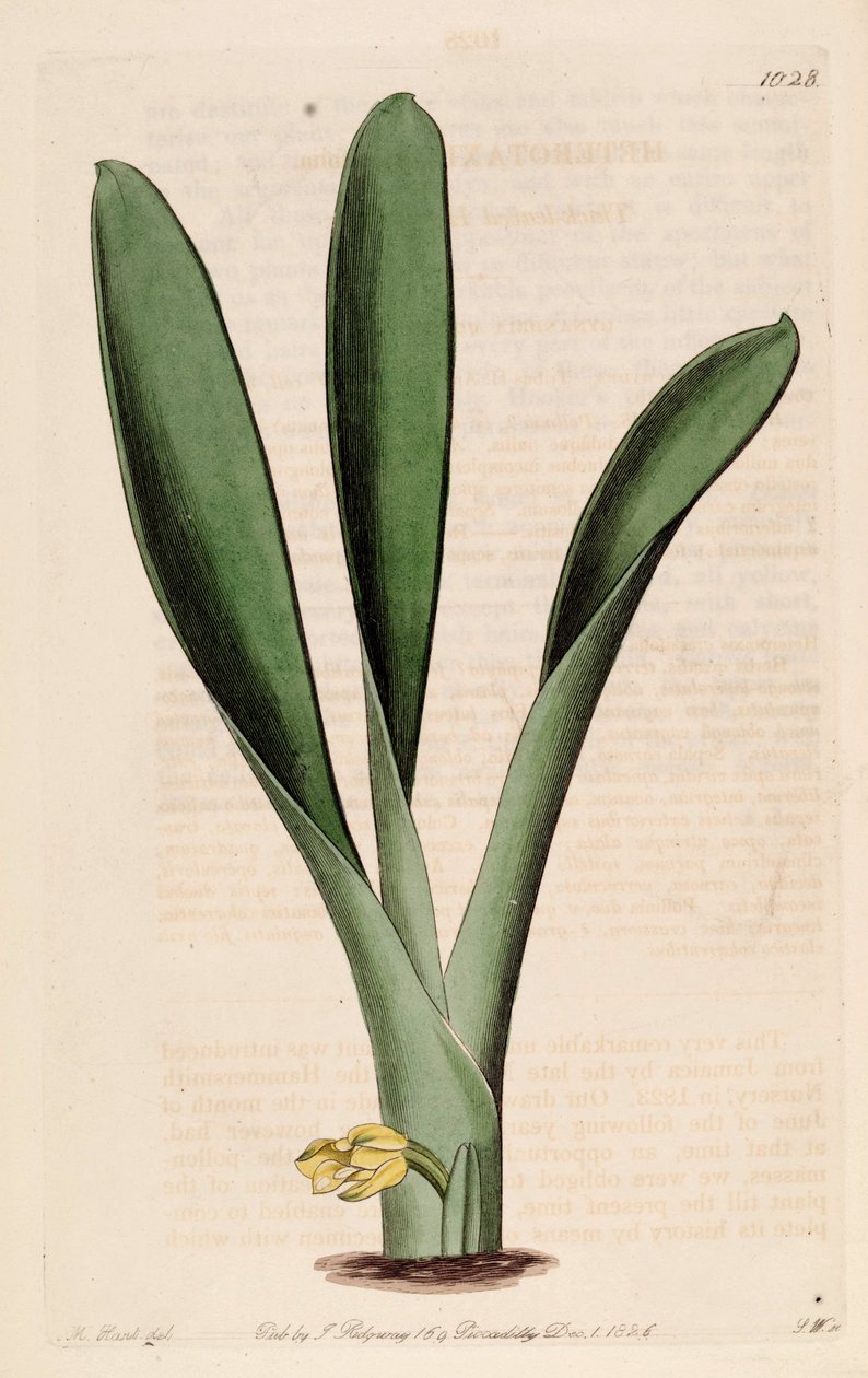 Heterotaxis sessilis