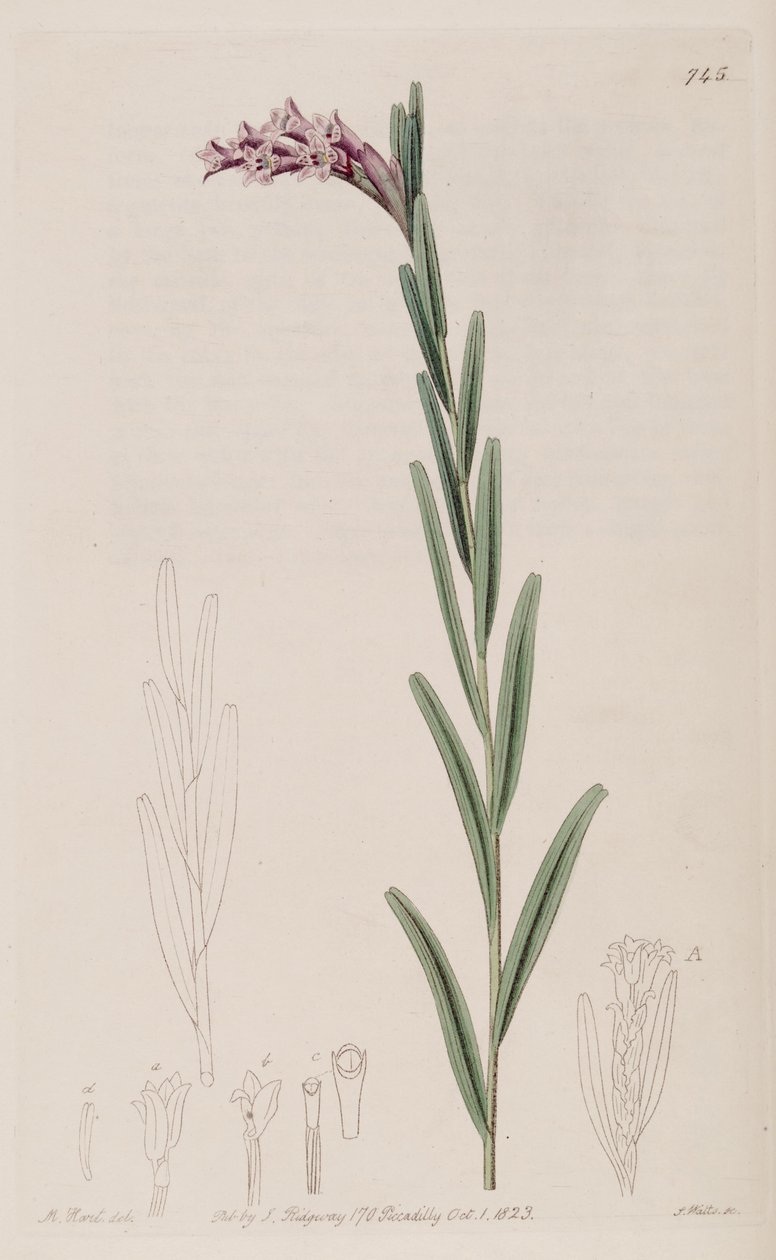 Isocilus linearis çizimi by Jams  Watts