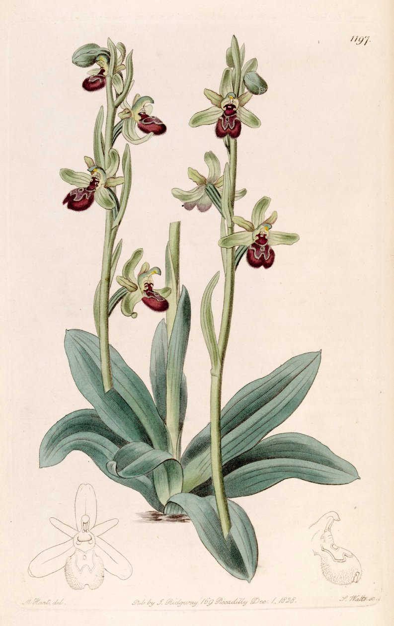 Ophrys sphegodes çizimi (sys. Ophrys aranifera, yazıldığından araneifera) by Jams  Watts