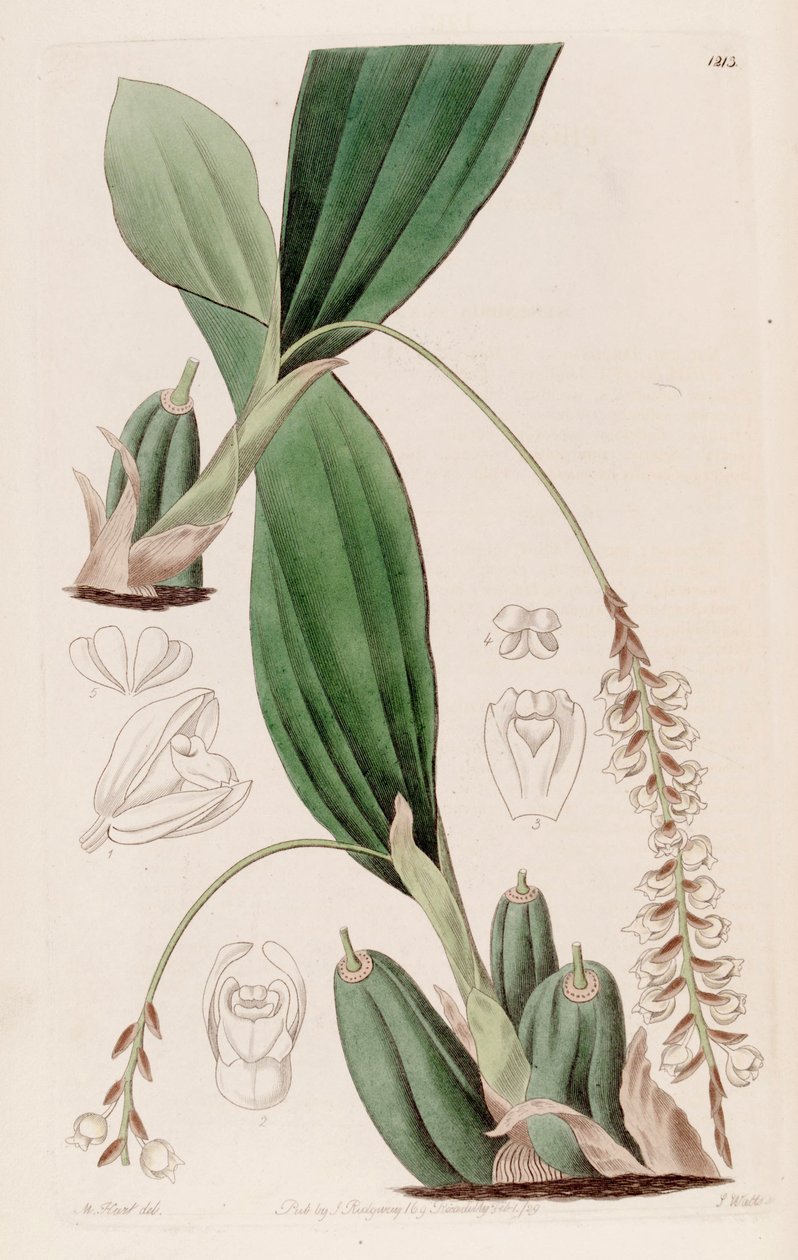 Pholidota imbricata çizimi by Jams  Watts