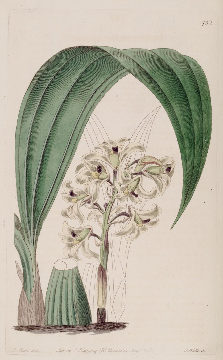 Xylobium squalens