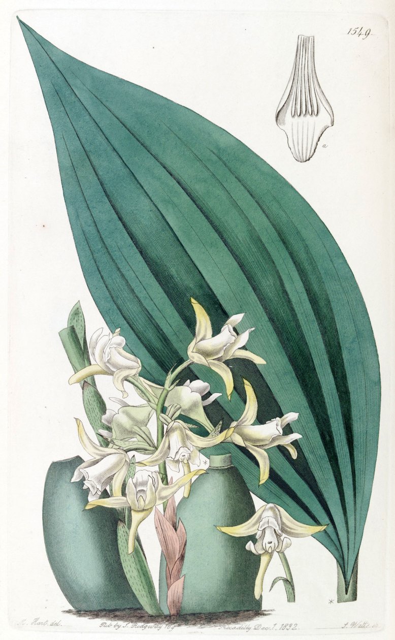 Maxillaria palmifolia (as syn. Maxillaria decolor) by Jams  Watts