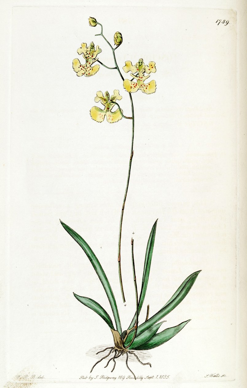 Tolumnia guianensis (sensin. Oncidium limonianum olarak) by Jams  Watts